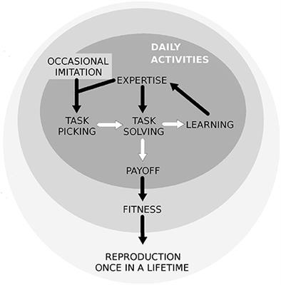 Behavioral Specialization During the Neolithic—An Evolutionary Model